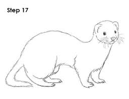 How To Draw A Ferret Animal Sketches Cute Ferrets Animal Drawings