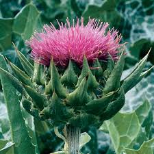 Milk Thistle Organic Herb Seed Johnny S Selected Seeds Herb Seeds Milk Thistle Organic Herbs