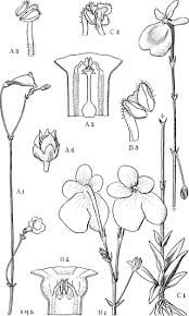 Image result for Dopatrium