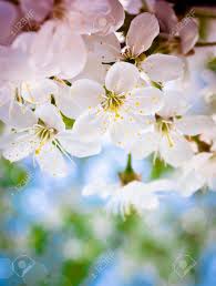 Schöne hintergrund nacht schöne himmelsgewölbe hintergrund. Erste Bluhen Fruhling Natur Schone Hintergrund Schone Blute Lizenzfreie Fotos Bilder Und Stock Fotografie Image 29497597