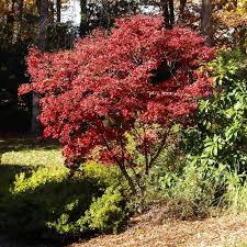 We did not find results for: Red Japanese Maple Trees For Sale Fastgrowingtrees Com