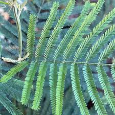 Image result for Acacia dealbata