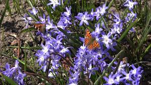 Check spelling or type a new query. Blue Squill Flowers With Small Stock Footage Video 100 Royalty Free 10667288 Shutterstock