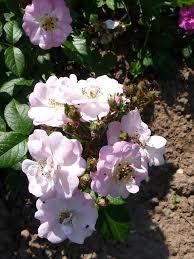 High quality perennial varieties grown and packaged by professionally trained plant lover. Perennial Blush Stauden Rosen
