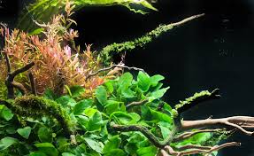 Image result for Rotala filiformis