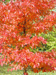 Image result for Nyssa sylvatica