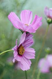 Lean On Me Cosmos Flowers Cosmos Plant Beautiful Flowers