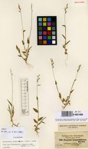 Image result for Urochloa semiundulata