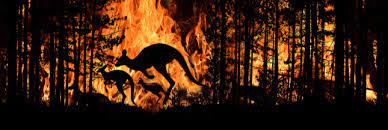 Maybe you would like to learn more about one of these? 3 Milliard D Animaux Victimes Des Incendies En Australie