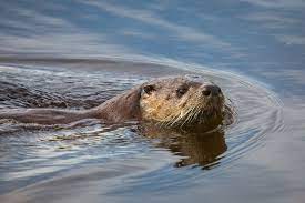 River Otter Swan Lake Area River Otter Otters River