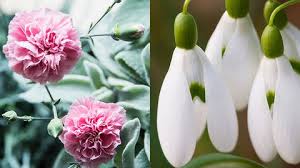 The birth flower for february is associated with faithfulness, truth and affection. What Your Birth Flower Says About You The Birth Flower For Each Month Of The Year