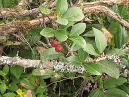 Image result for Gymnosporia