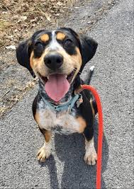 You may find a puppy for more or less, depending on the breeder and also the demand for the pup at the time. Dog For Adoption Nova A Bluetick Coonhound Mix In Williamstown Vt Petfinder