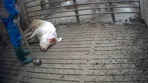 A second woman who stepped out of the car to help fend off the injured woman was taken to hospital and the park was shut down while an investigation into the incident was launched. Baby Goats Slaughtered In Front Of Each Other Sold As Organic Meat