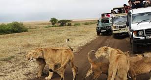 Kenia safaris und reisen nach kenia direkt vom experten. Kenia Safari Rundreise Von East Africa Safari Bookers Mit 7 Kundenbewertungen Code Epsb3 Tourradar