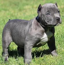 American Pitbull Puppies 8 Weeks Old Namibia Free Ads Posting Free Classifieds Free Adverti American Pitbull Puppies American Pitbull Pitbull Puppies