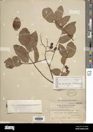 Image result for Pericopsis