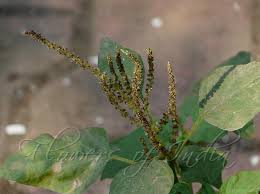 Image result for Amaranthus viridis
