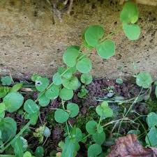 Image result for Drymaria