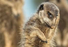 The Funniest Wildlife Pictures Ever Page 13 Comedy Wildlife Photography Wild Animals Photography National Geographic Animals
