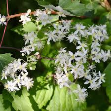 Image result for Clematis commutata