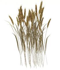 Wheat Stalks By Plc Wheat Stalks 3d Model Contains Group Of 43 Stalks As Can Be Seen Landscape Architecture Graphics Architecture Graphics Photoshop Rendering