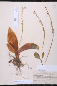 Image result for Liparis nervosa