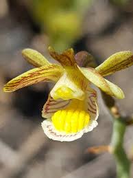 Image result for Eulophia clitellifera