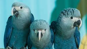 Birds Of A Feather Movie 2018 These Are The Animals That Went Extinct In 2018 Mashable Pet Birds Extinction Bird Species