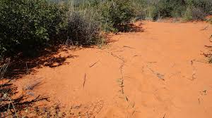 Image result for Digitaria seriata