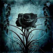 Black And Blue Roses Images Black Rose Black Roses Wallpaper Gothic Wallpaper Gothic Flowers