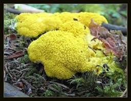 Jump to navigation jump to search. Slime Molds