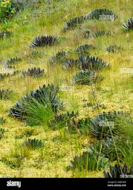 Image result for Carex bequaertii