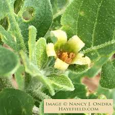 Image result for Withania somnifera