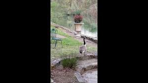 Actualite Le Jardin Des Lys Restaurant