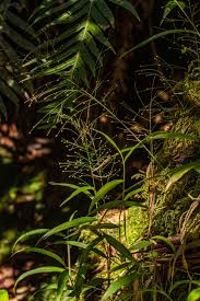 Image result for Isachne mauritiana