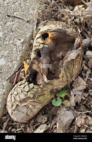 Image result for Scleroderma polyrhizon