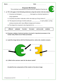 Image Result For Enzyme Worksheet Biology Worksheet Enzymes Biology Biology Activity