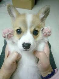 We do not have these babies often but, when we do island south carolina south dakota tennessee texas utah vermont virgin islands virginia washington west virginia wisconsin wyoming armed forces. Pin By Harry Rosario On Corgi Gales De Pembroke Corgi Cute Dogs Cute Corgi