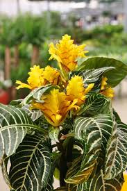 Pin On Amazing Plants