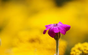Wallpaper blue and purple flowers background. Wallpaper Purple Flower Yellow Background Blur 1920x1200 Hd Picture Image