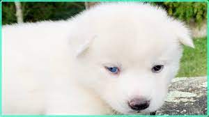 We did not find results for: Cachorro Husky Siberiano Blanco Sirokami Youtube