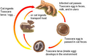 Gastrointestinal (gi) parasitism is a common problem in cats, with prevalence rates as high as 45% in some populations. Intestinal Parasites Victoria Road Animal Hospital