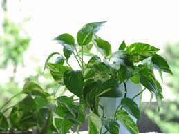 ポトスの育て方 コツとお手入れ 植え替えや寄せ植えを一挙紹介します Gardenstory ガーデンストーリー