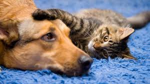 They Live Together They Love Each Other Https Ift Tt 2rsjt6z Funny Cats And Dogs Dog Cat Cat And Dog Videos