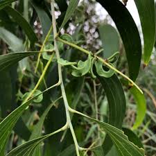 Image result for Acacia auriculiformis