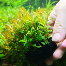 Image result for Nesaea dinteri