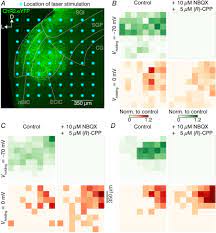Complex And Spatially Segregated Auditory Inputs Of The Mouse Superior Colliculus Bednarova 2018 The Journal Of Physiology Wiley Online Library
