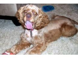 Find 248 cocker spaniels for sale on freeads pets uk. Cocker Spaniel Puppies In Ohio