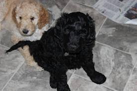 Find irish wolfhound puppies and breeders in your area and helpful irish wolfhound information. One Female Irish Doodle Puppy Left For Sale In Bassett Virginia Classified Americanlisted Com